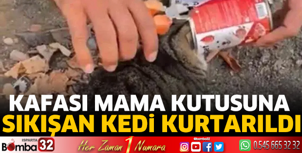 Kafası mama kutusuna sıkışan kedi kurtarıldı